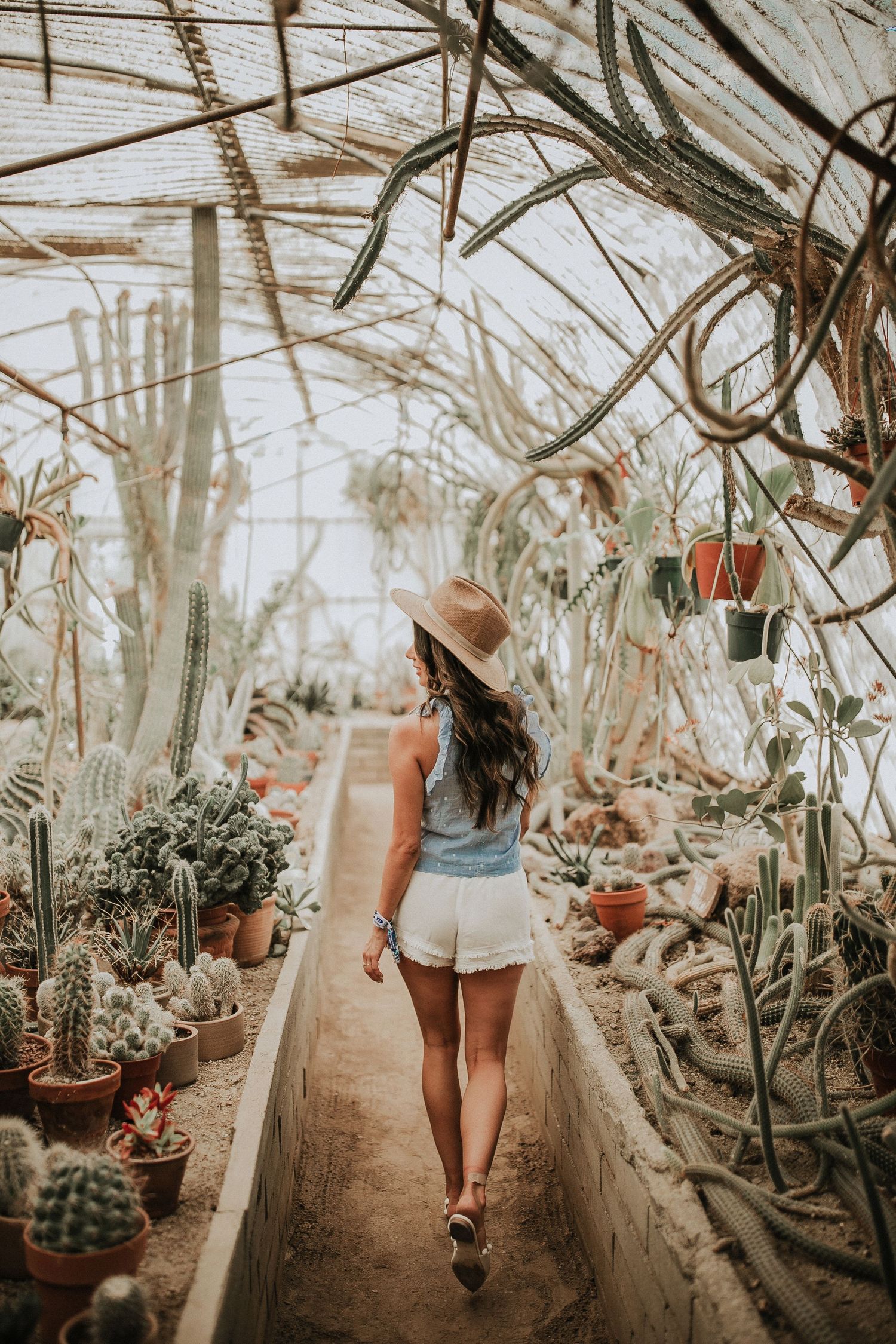 Greenhouse walkway filled with cacti and tropical plants in natural light.