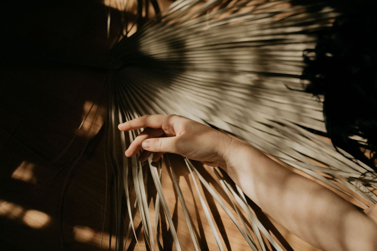 Hand reaching toward palm fronds casting shadows in dramatic lighting.