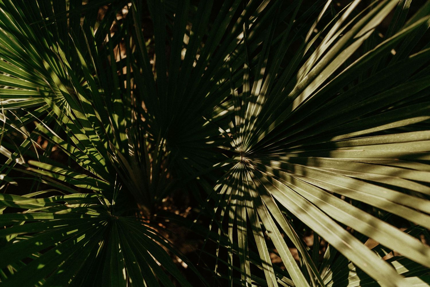 Close-up of palm fronds creating dramatic natural light patterns.