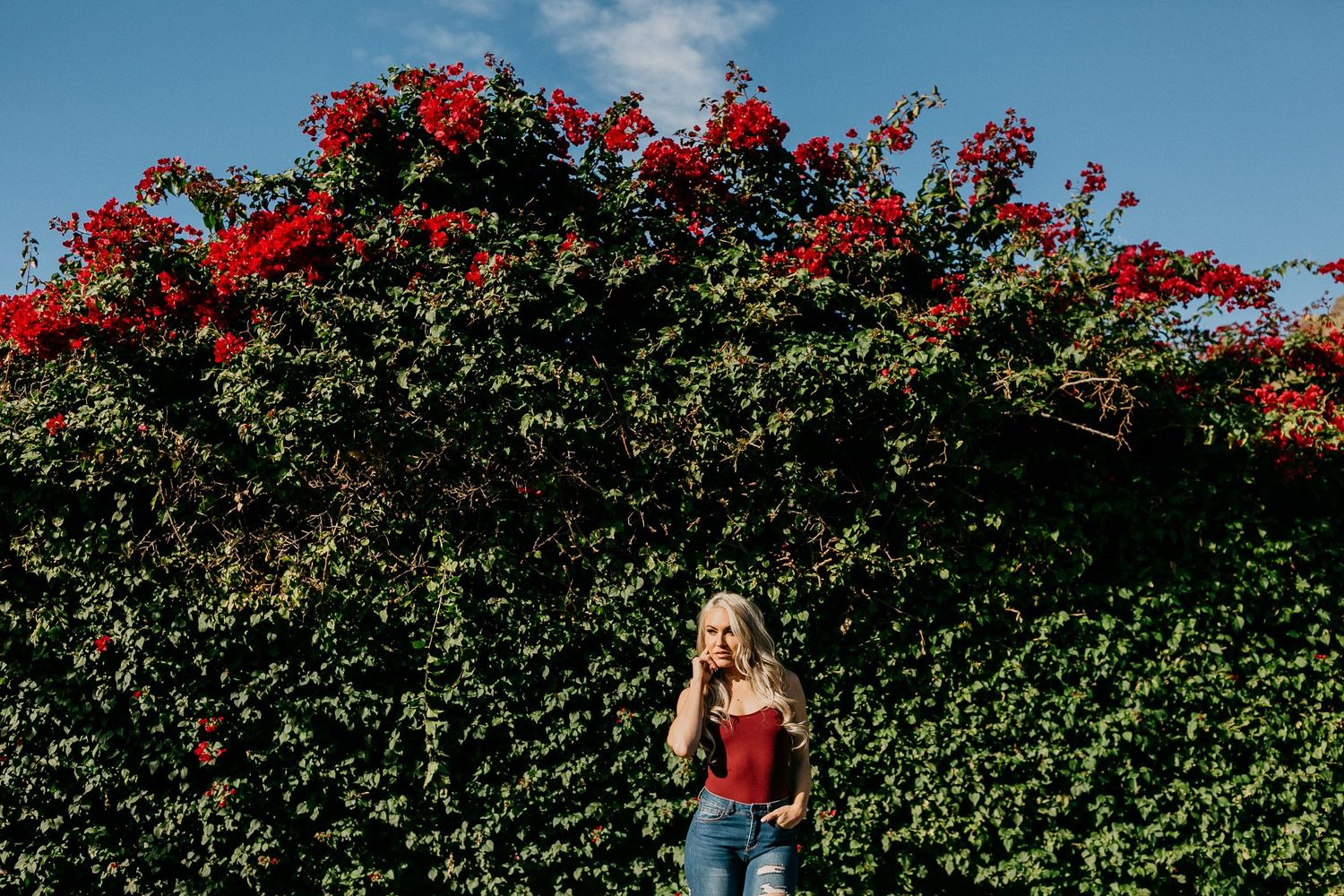 Red bougainvillea flowers bloom over green hedge wall under blue sky.
