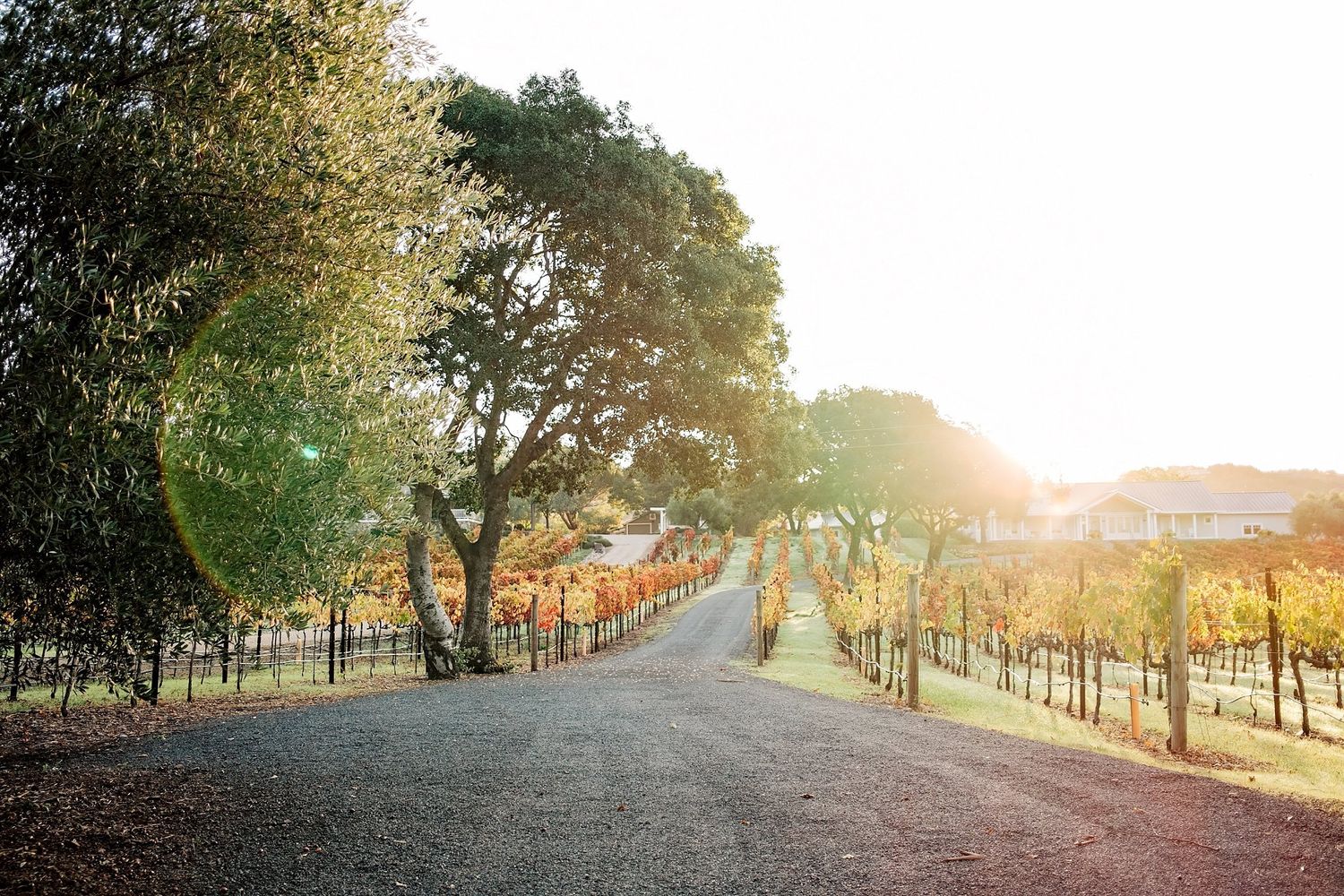 Sunrise over a vineyard