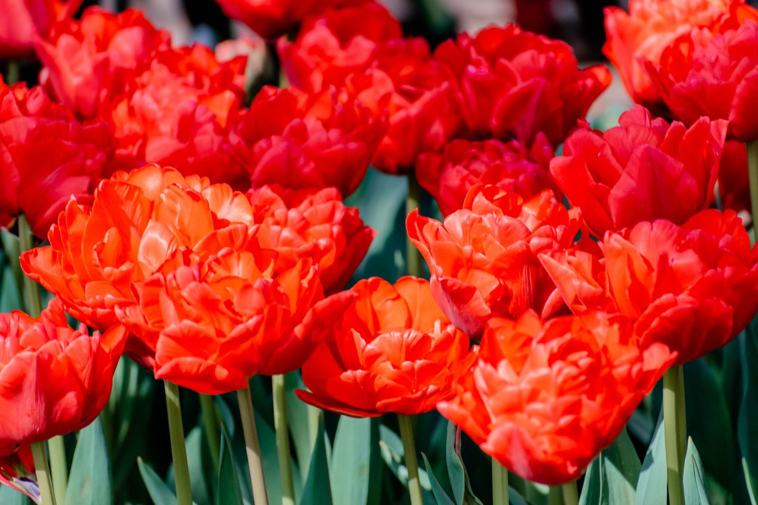 Tulip Photography Amsterdam Keukenhof