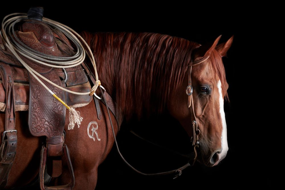 Quarter Horse Portrait