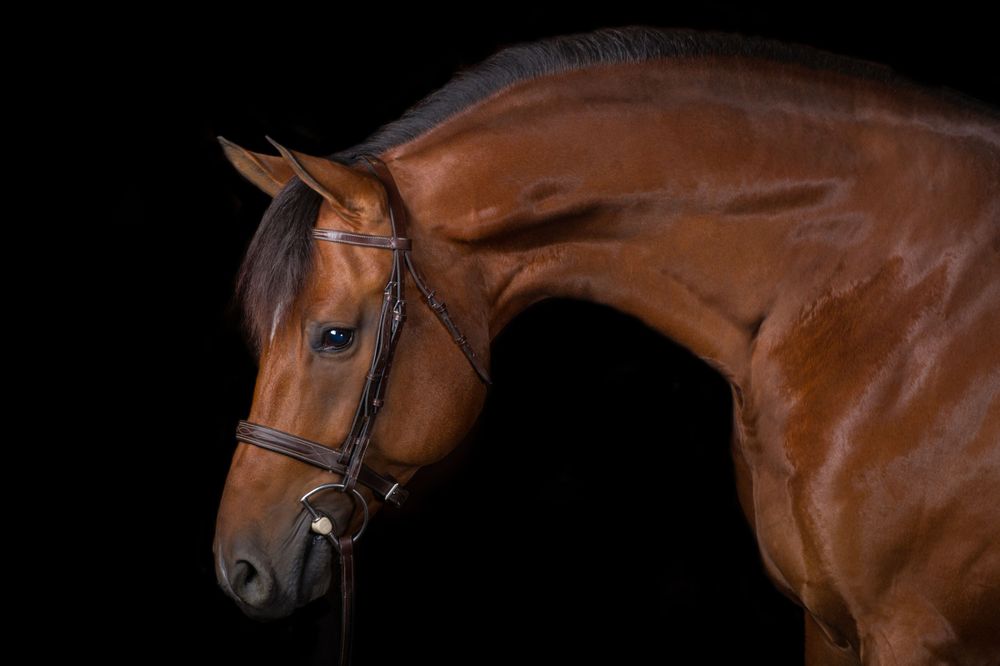 Fine art black background horse portrait