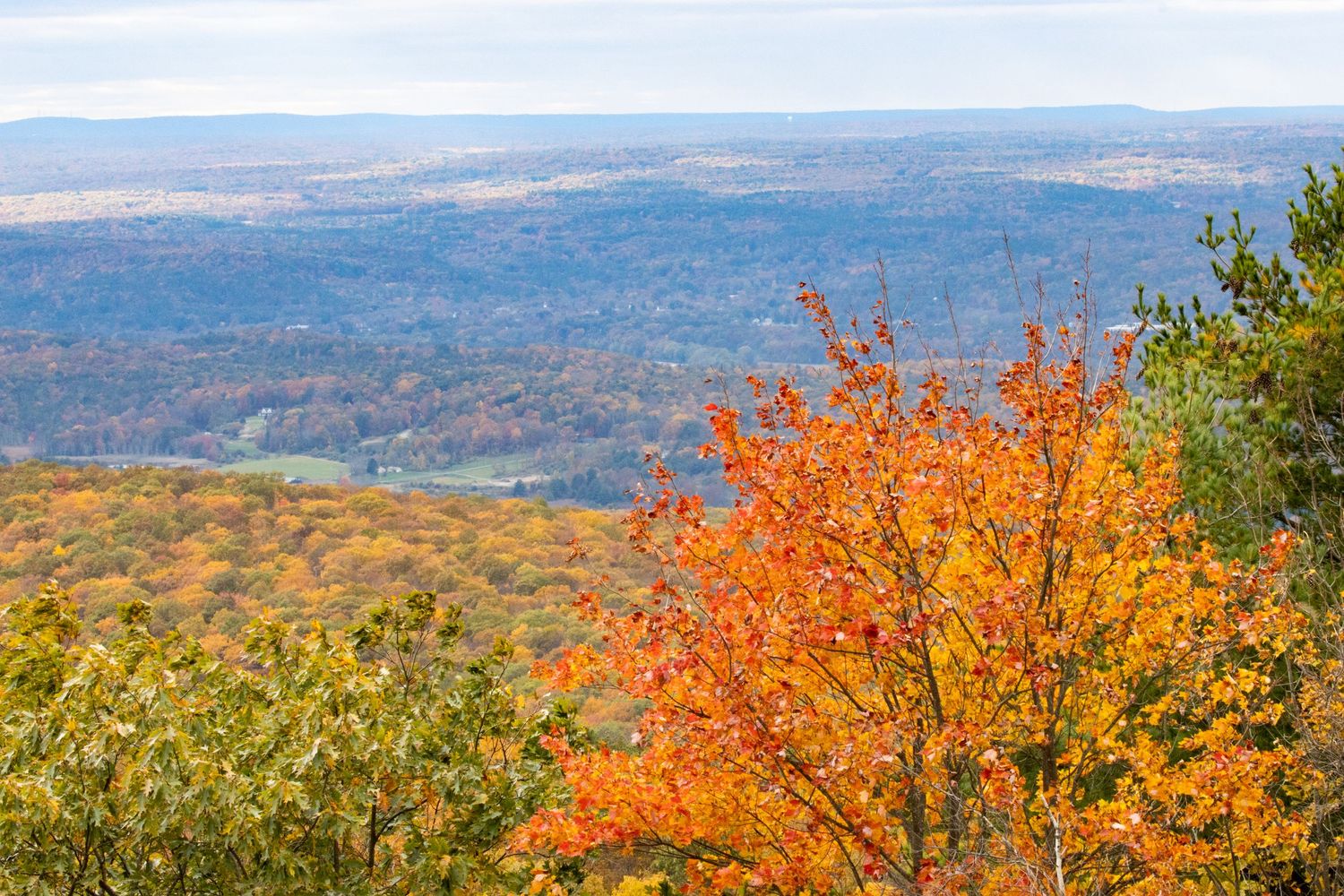 Vibrant orange autumn tree in foreground with colorful fall valley landscape stretching to horizon.