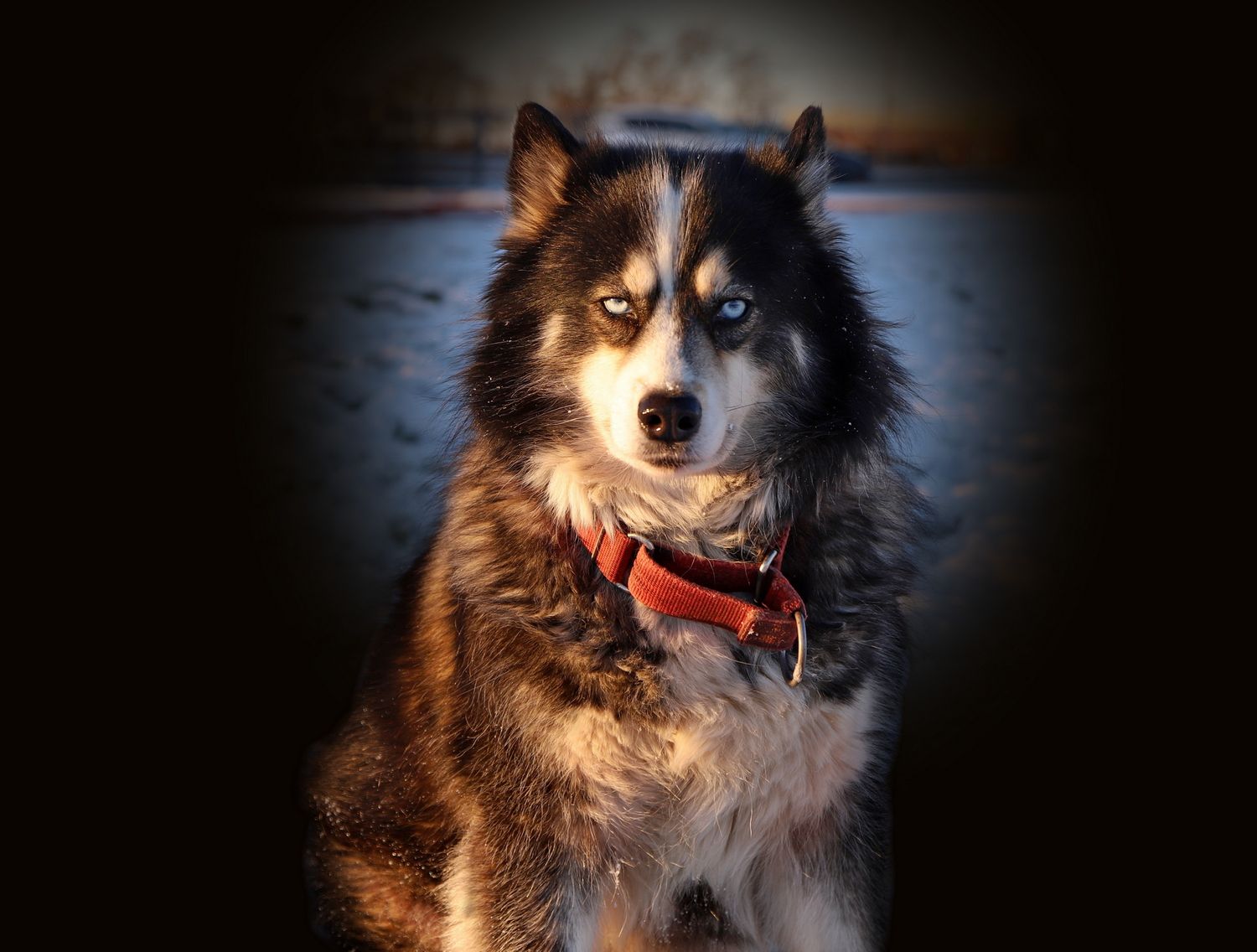 husky