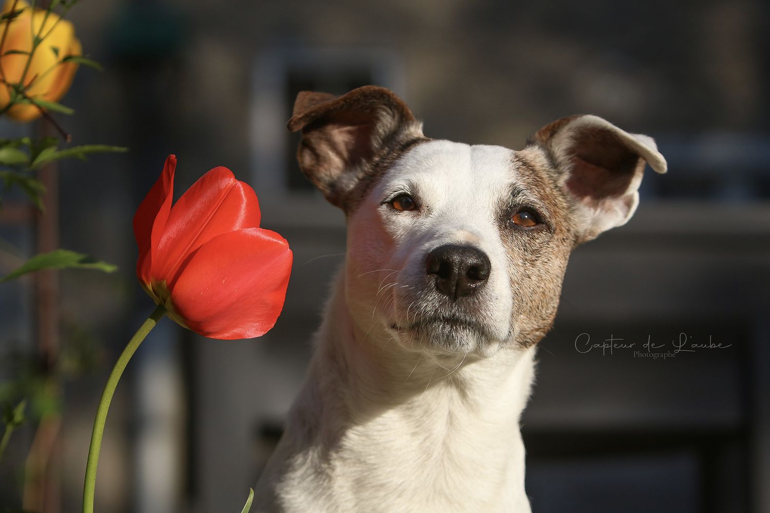 studio amour chien jack Russel beauté émotion pure fierté Grenoble Isère rhone alpes tulipe soleil photo
