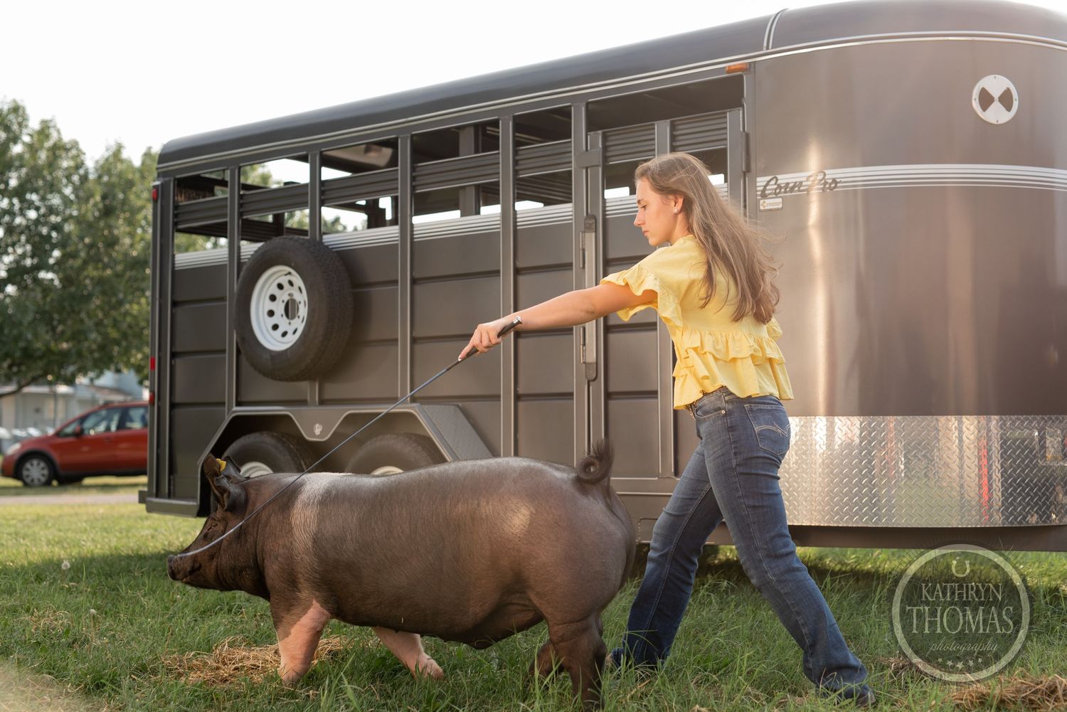 A person in a yellow shirt guides a show pig near a livestock trailer in a grassy field.