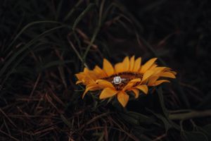 Sunflower field, cynthiana KY