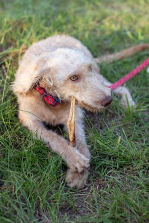A golden retriever with a red collar chews on a stick while lying in grass.