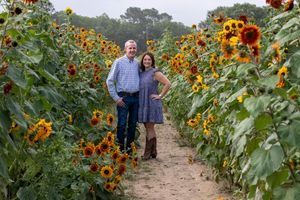 Couple standing together on a path between tall rows of vibrant blooming sunflowers.