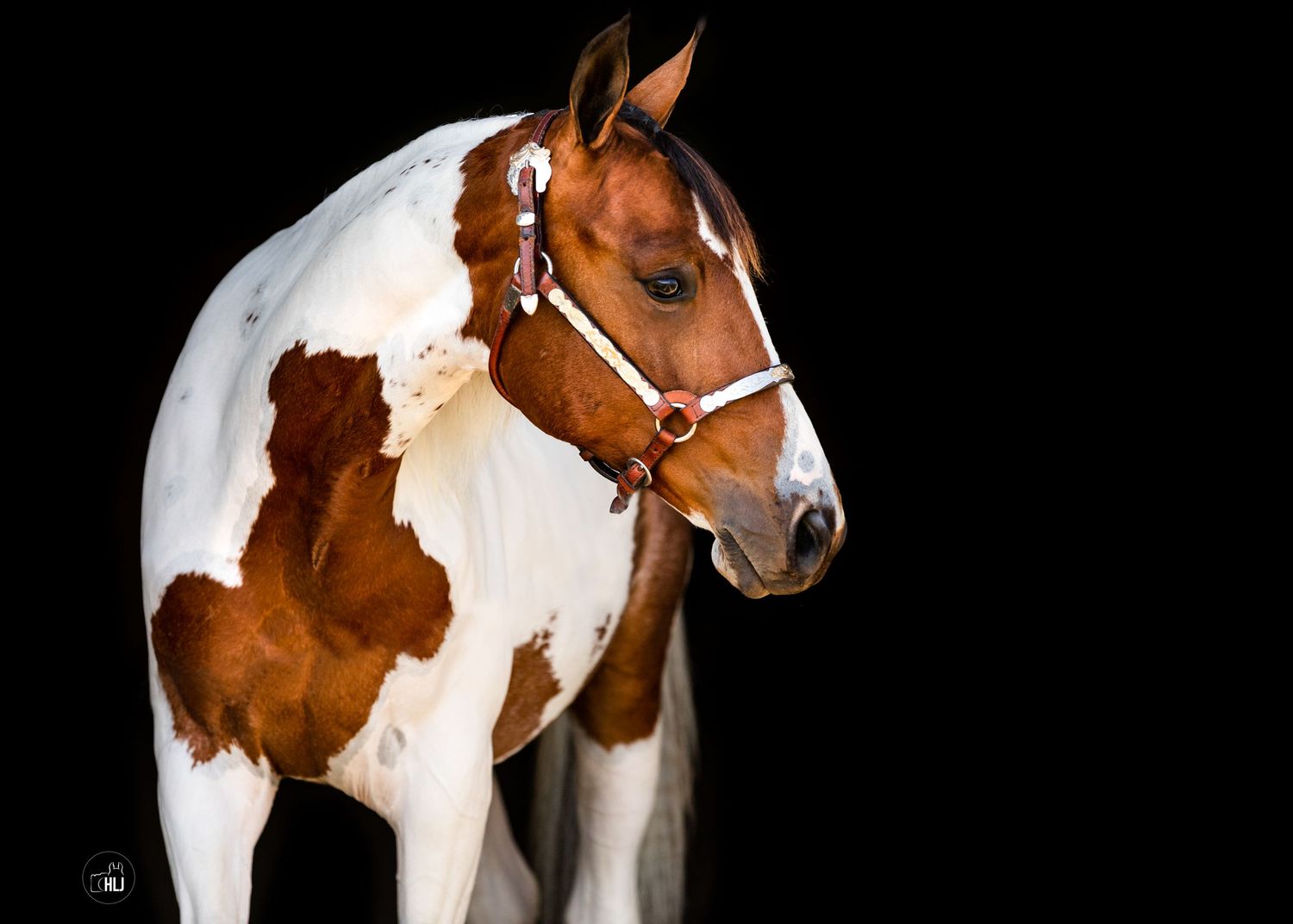 Paint horse with brown patches on white coat wearing leather halter against black background.