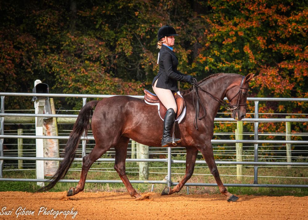horse show game action photo coverage maryland dmv suzi gibson photography