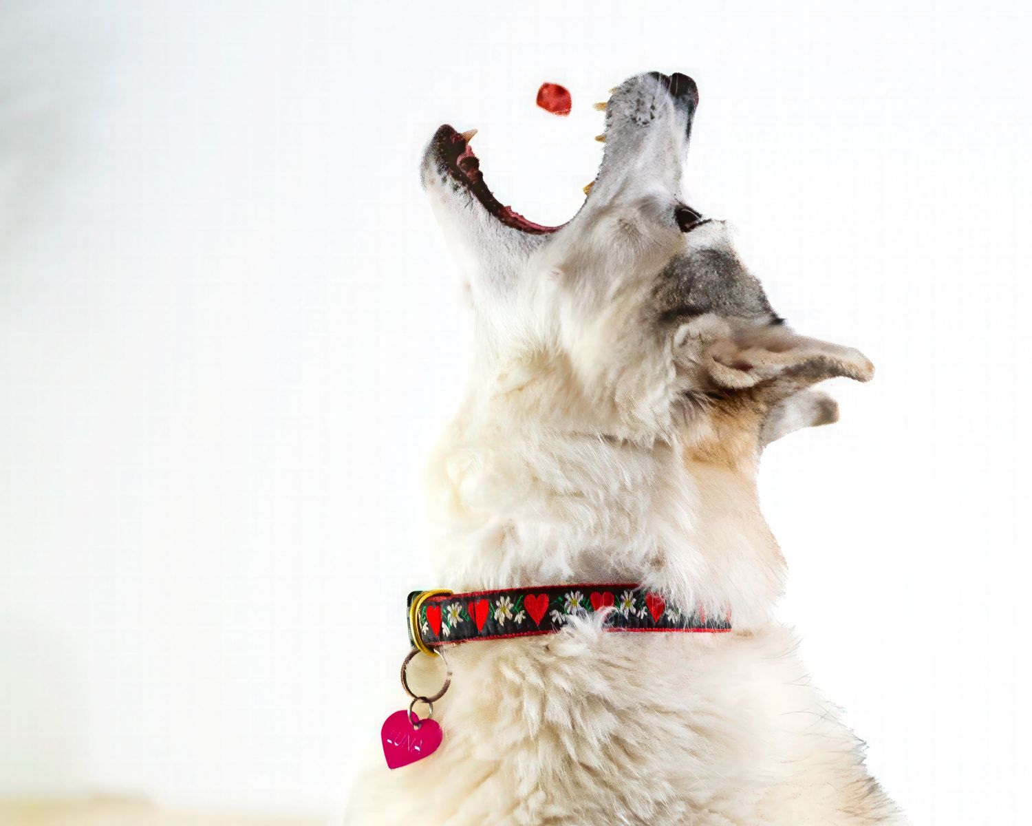 a beautiful husky catching a treat!