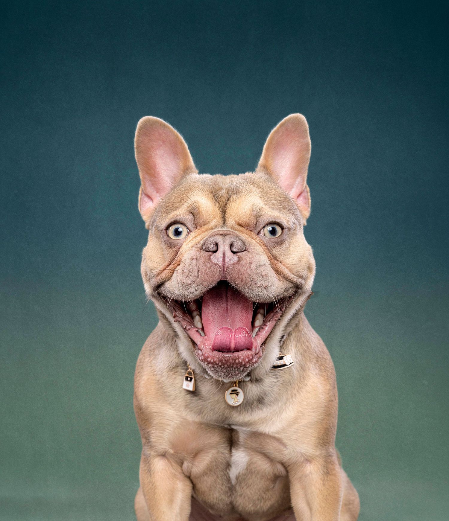 Professional dog photography Toronto