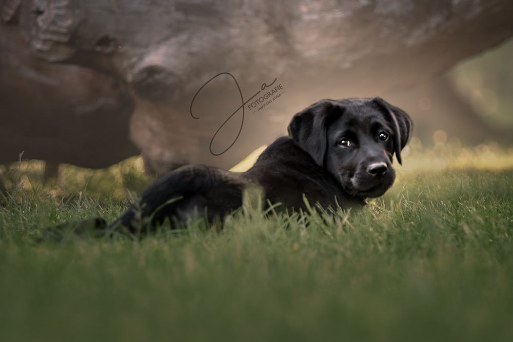 Professionele hondenfotografie Zwarte Labrador puppy tijdens een puppy fotoshoot JA Fotografie in België
