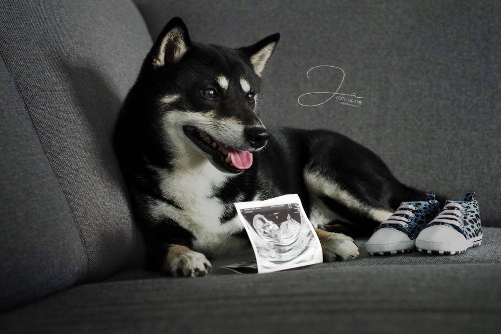 Professionele hondenfotografie Shiba portret JA Fotografie in België