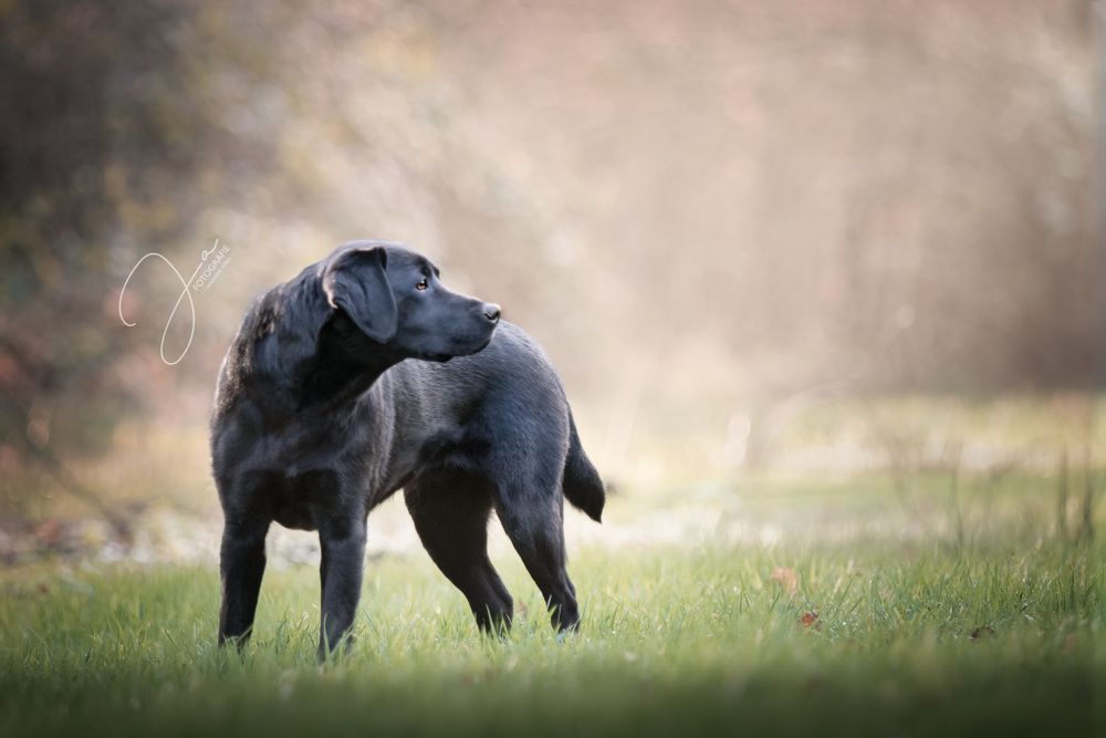 Professionele hondenfotografie Zwarte Labrador in een veld JA Fotografie in België