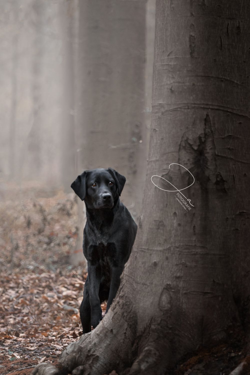 Professionele hondenfotografie Zwarte Labrador in het bos JA Fotografie in België