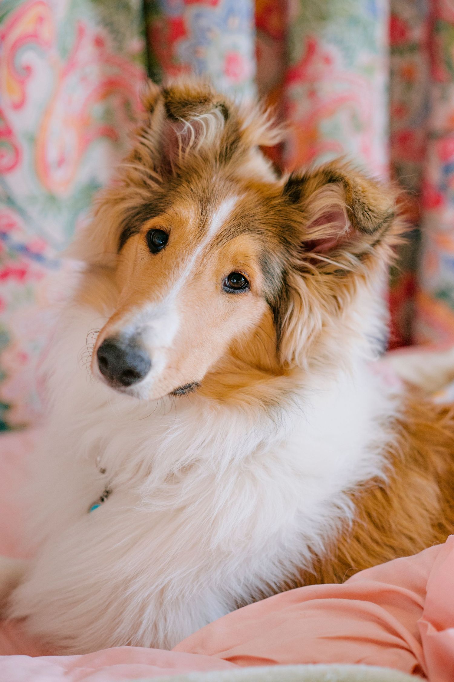 female sable rough collie looking at camera