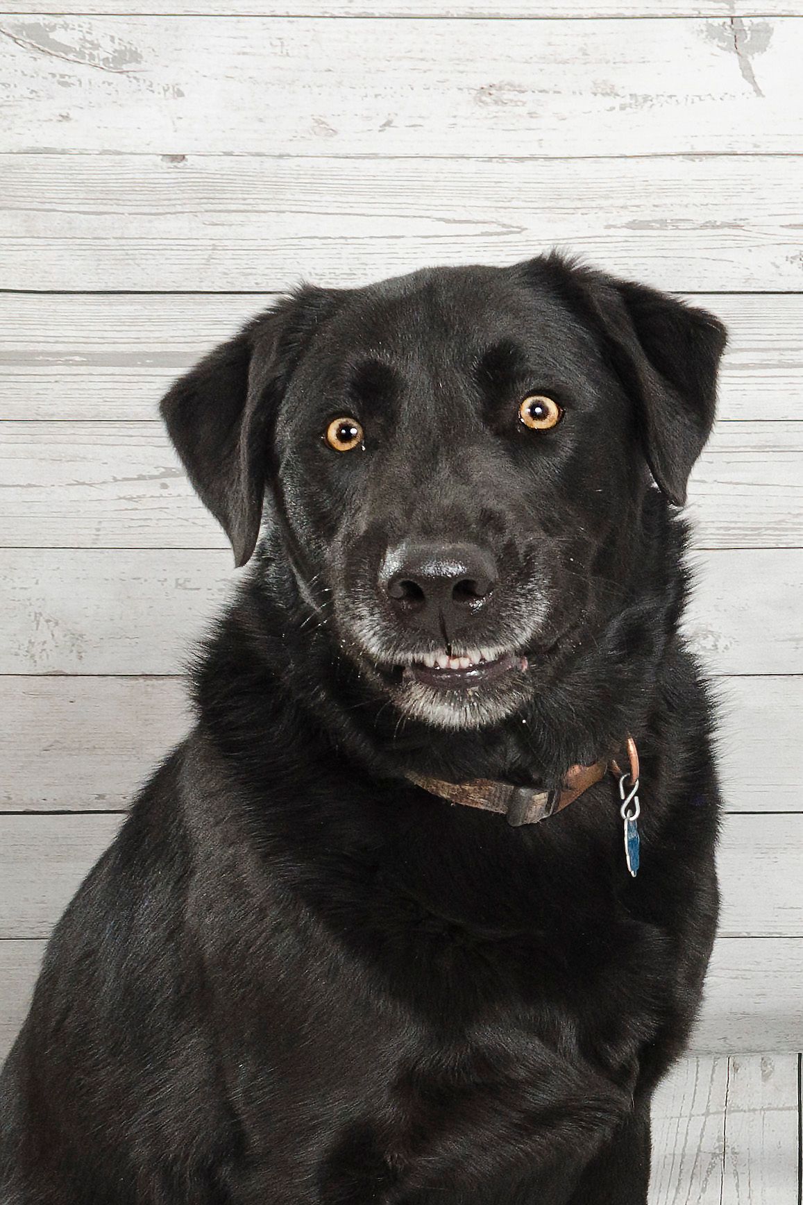Black Labrador Retriever with bright eyes looking at camera against white wooden background.