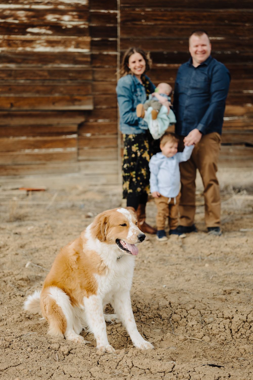 A golden retriever sits in front of a rustic wooden barn with a family in the background.