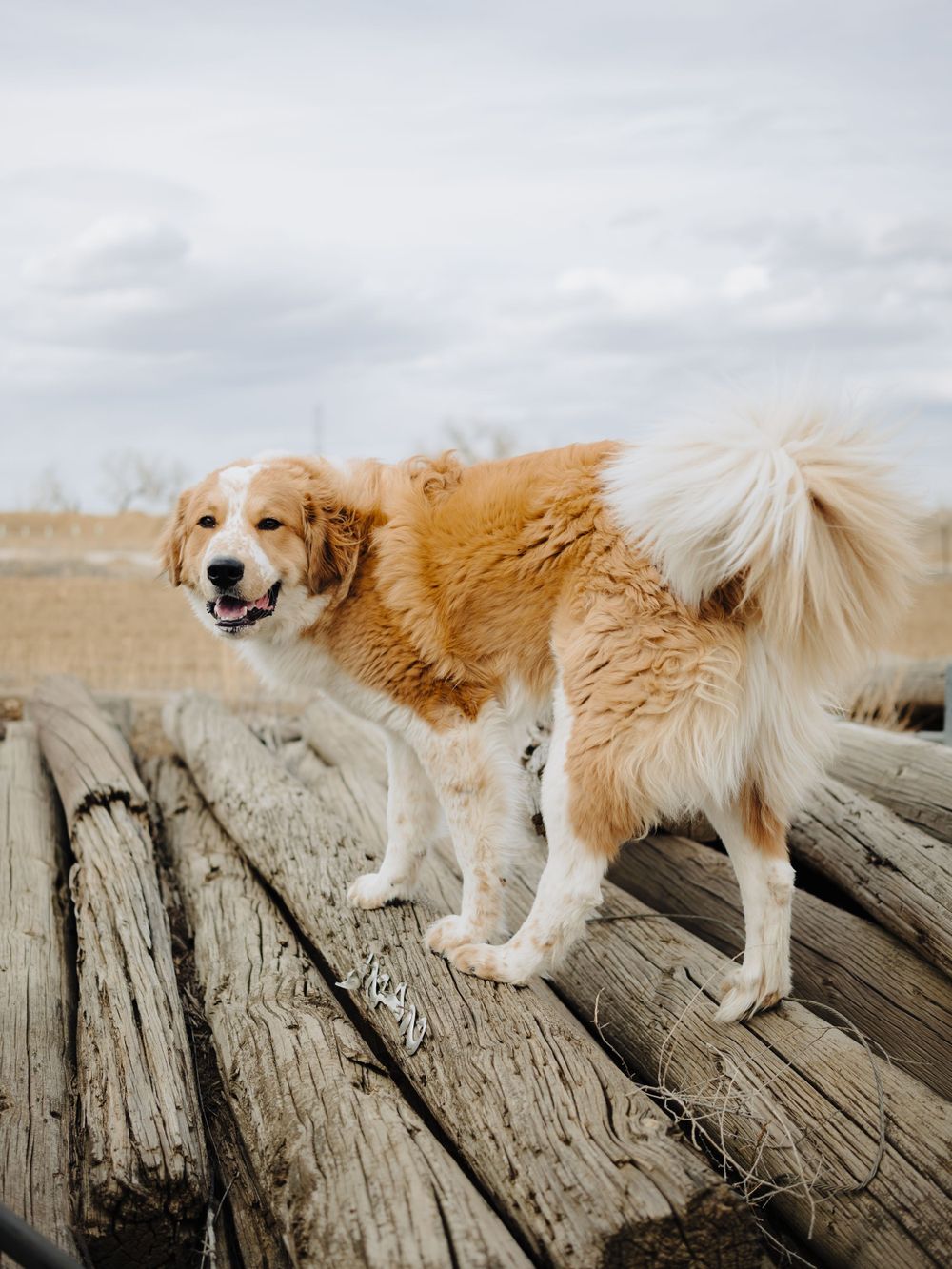 Golden retriever standing proudly on weathered wooden logs against rural backdrop.