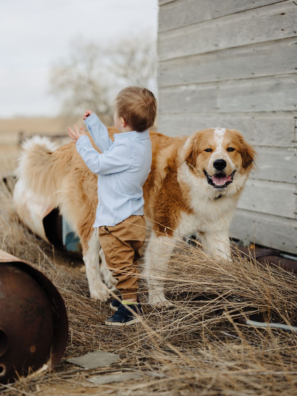 Young child plays with a happy golden retriever dog next to a rustic barn wall.