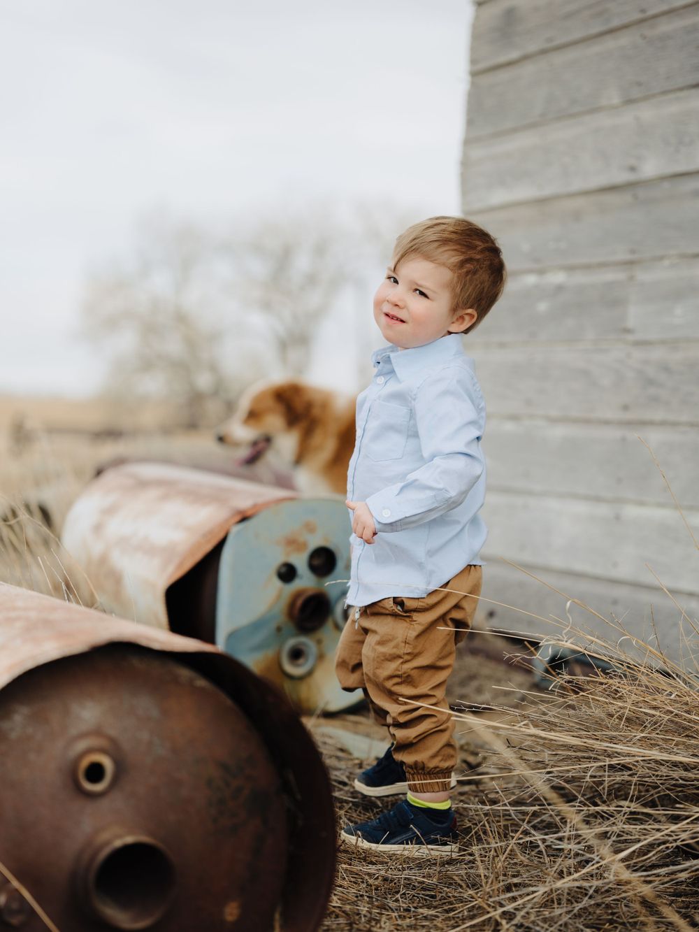 Child exploring vintage farm equipment with a golden retriever nearby against weathered wooden wall.