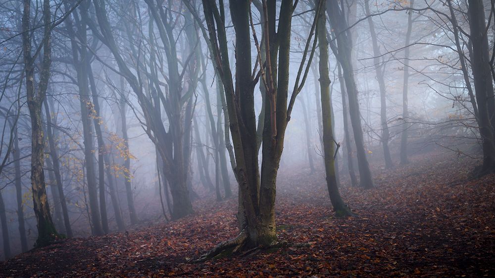 woodland photography workshops, scotland woodland photography workshops, Gavin Duncan Photography