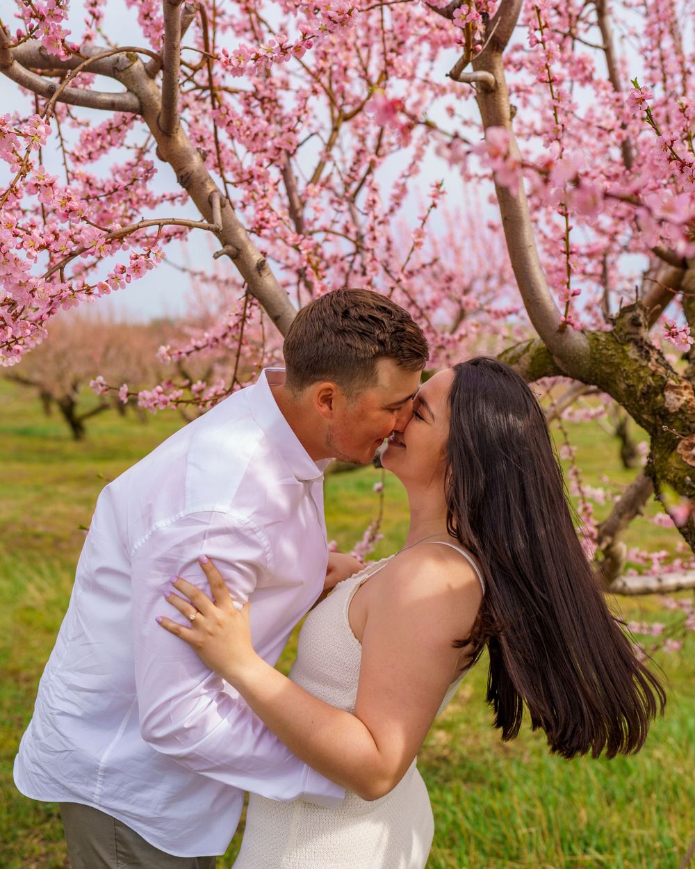 Romantic kiss under blooming pink cherry blossom trees in spring orchard.