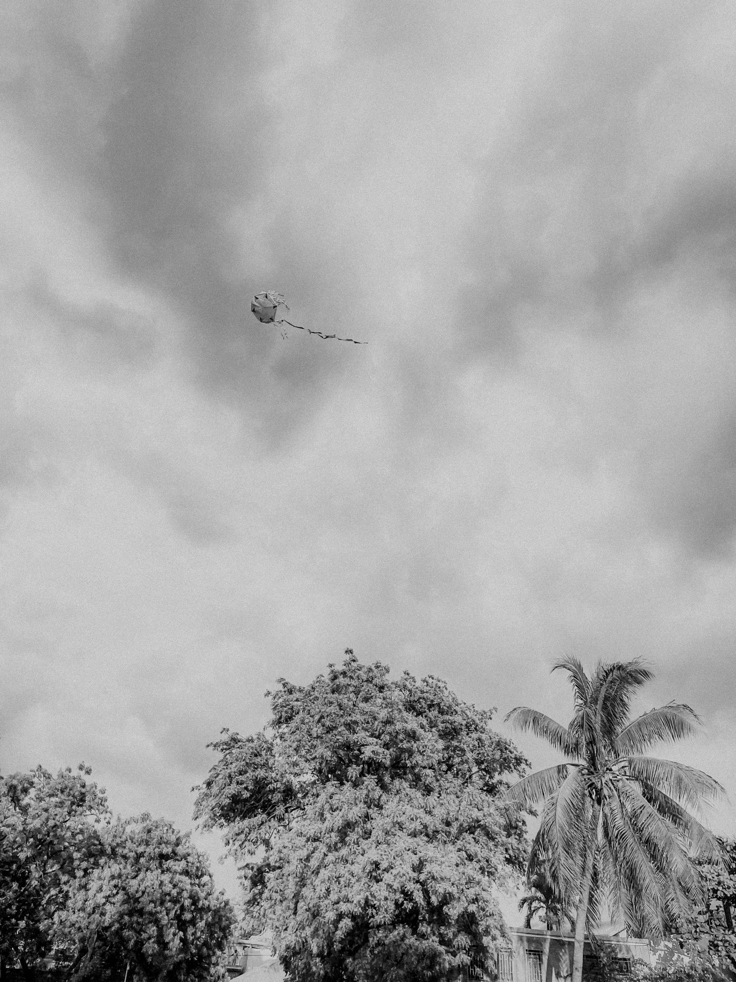 Black and white photo of a kite flying in cloudy sky above palm trees and foliage.