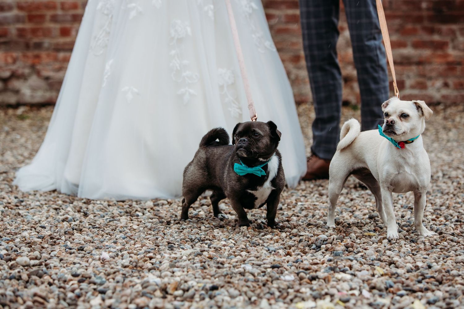Three adorable dogs pose with wedding couple against brick wall.