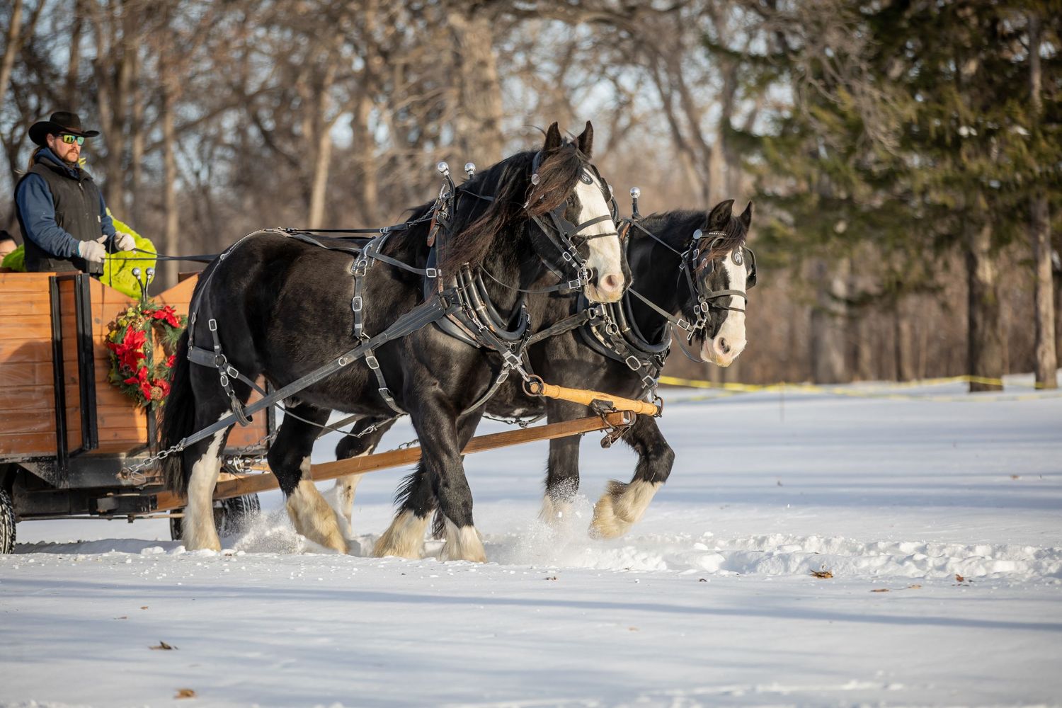 Dogs racing through snowy terrain pull sleds across a winter landscape.