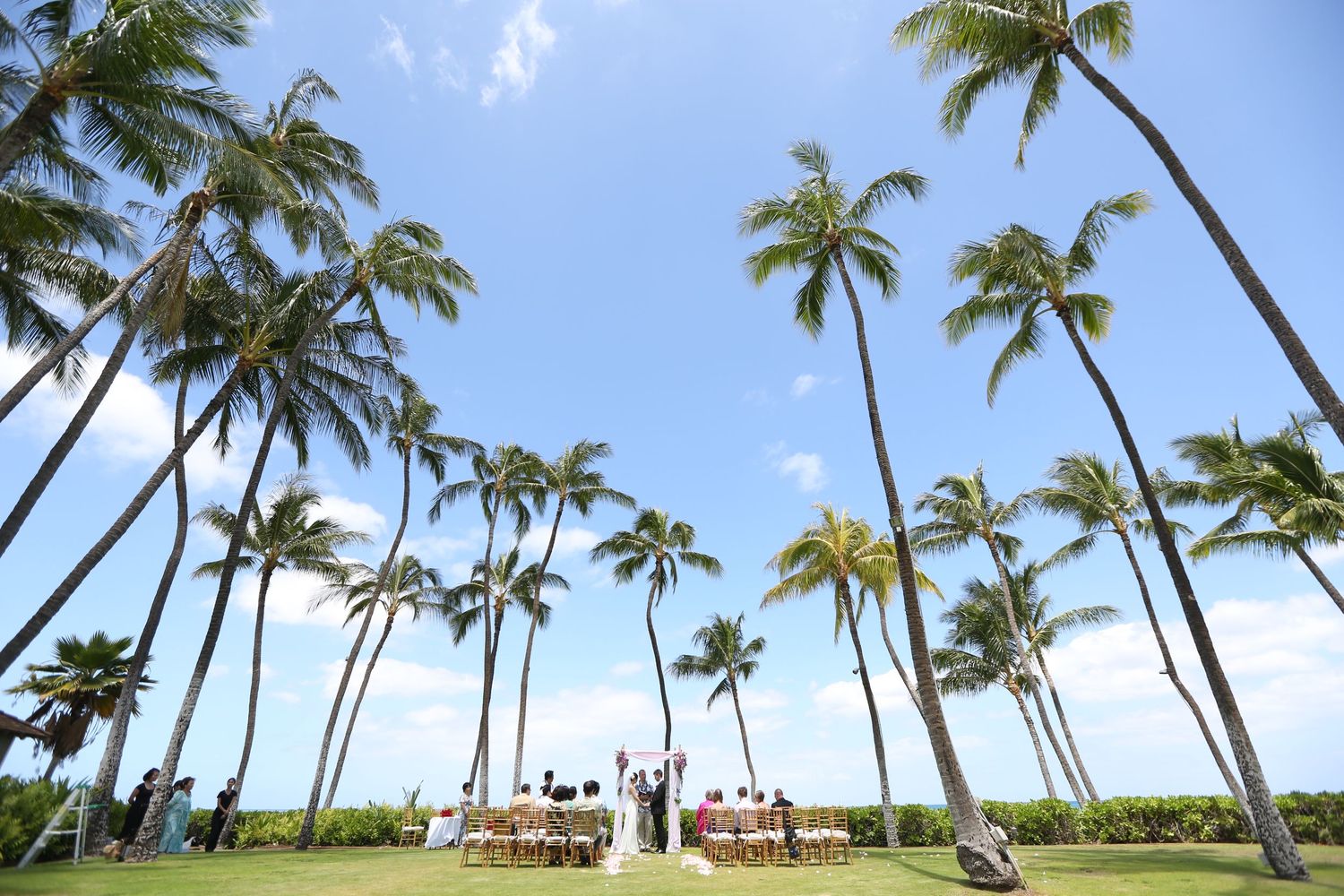 Outdoor beach wedding ceremony set beneath towering palm trees under a bright blue Hawaiian sky.