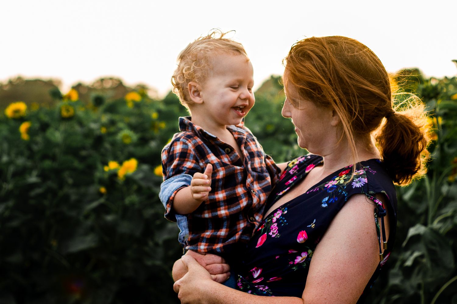 In a sunflower field on Hayling Island a family with their young Son has fun between the flowers.
