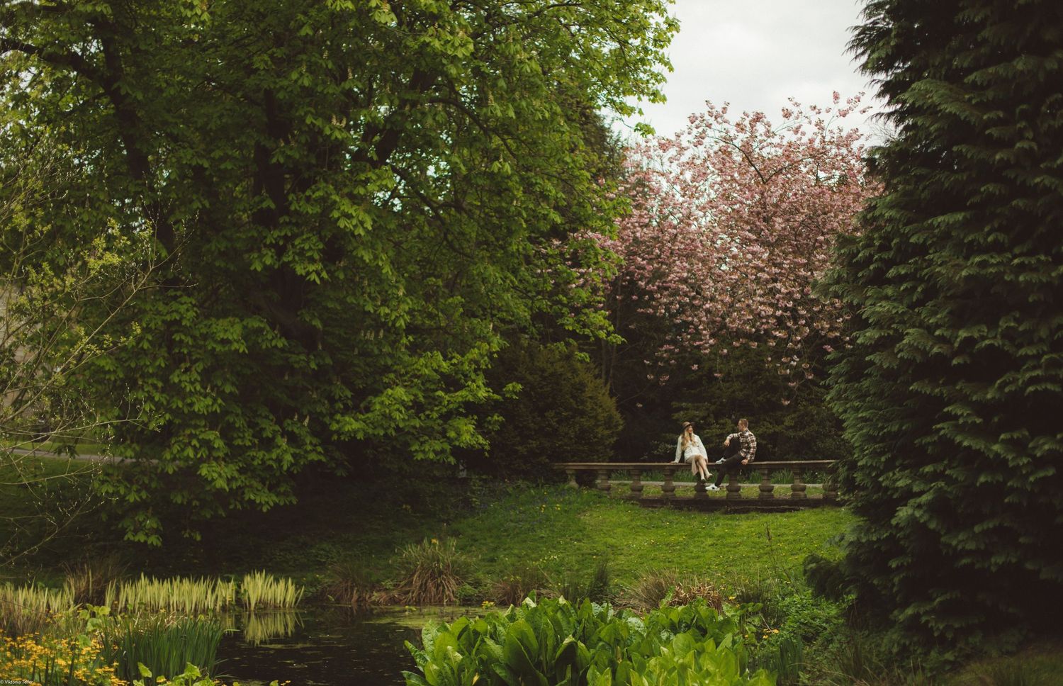 Peaceful garden pathway lined with evergreen trees and spring blossoms.