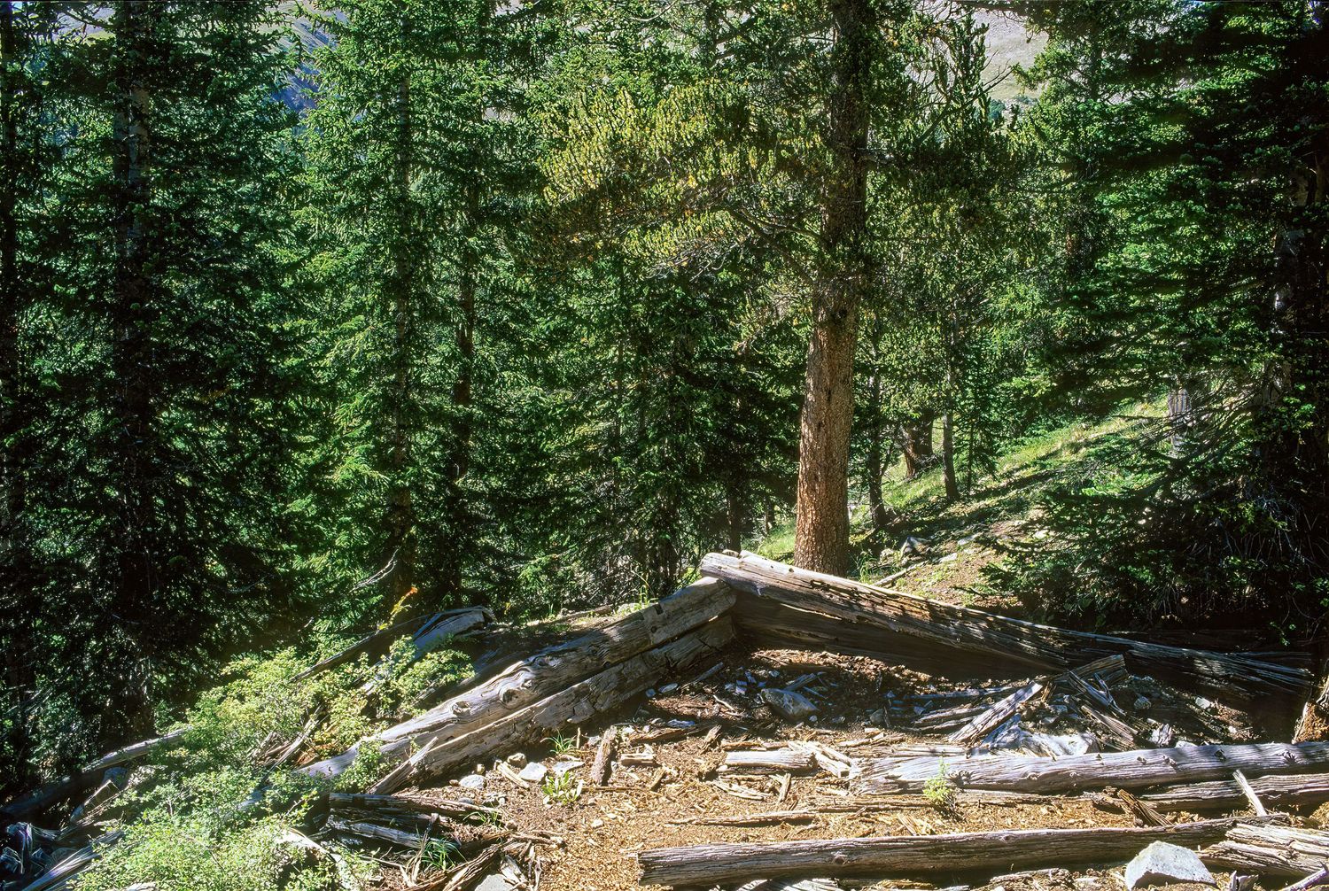 Cree's Camp, Colorado