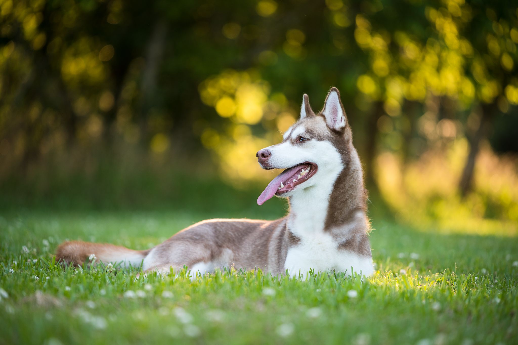 Siberian Husky at sunset in Houston Texas