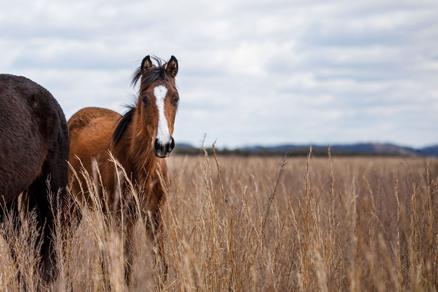 Wild horse with white blaze marking stands alert in tall autumn grass under cloudy skies.