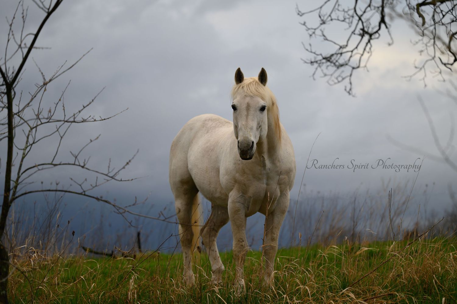 Gray Stallion with Stormy Skies