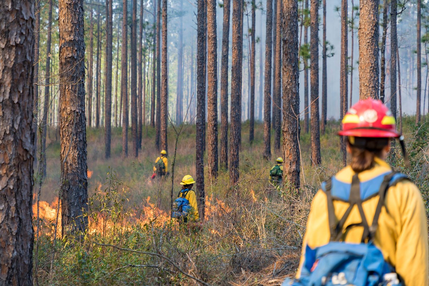 Multiple firefighters conducting controlled burn operations in a wooded area with smoke rising.