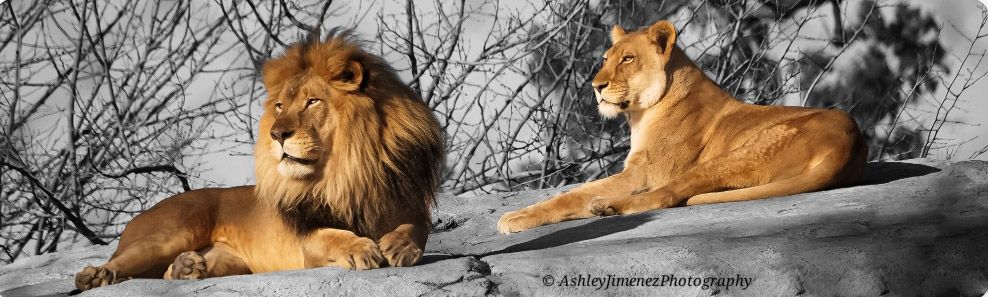 zoo
lion
lioness
lions
animal photography
animal photographer
wildlife photographer
wildlife photography
Fresno photographer