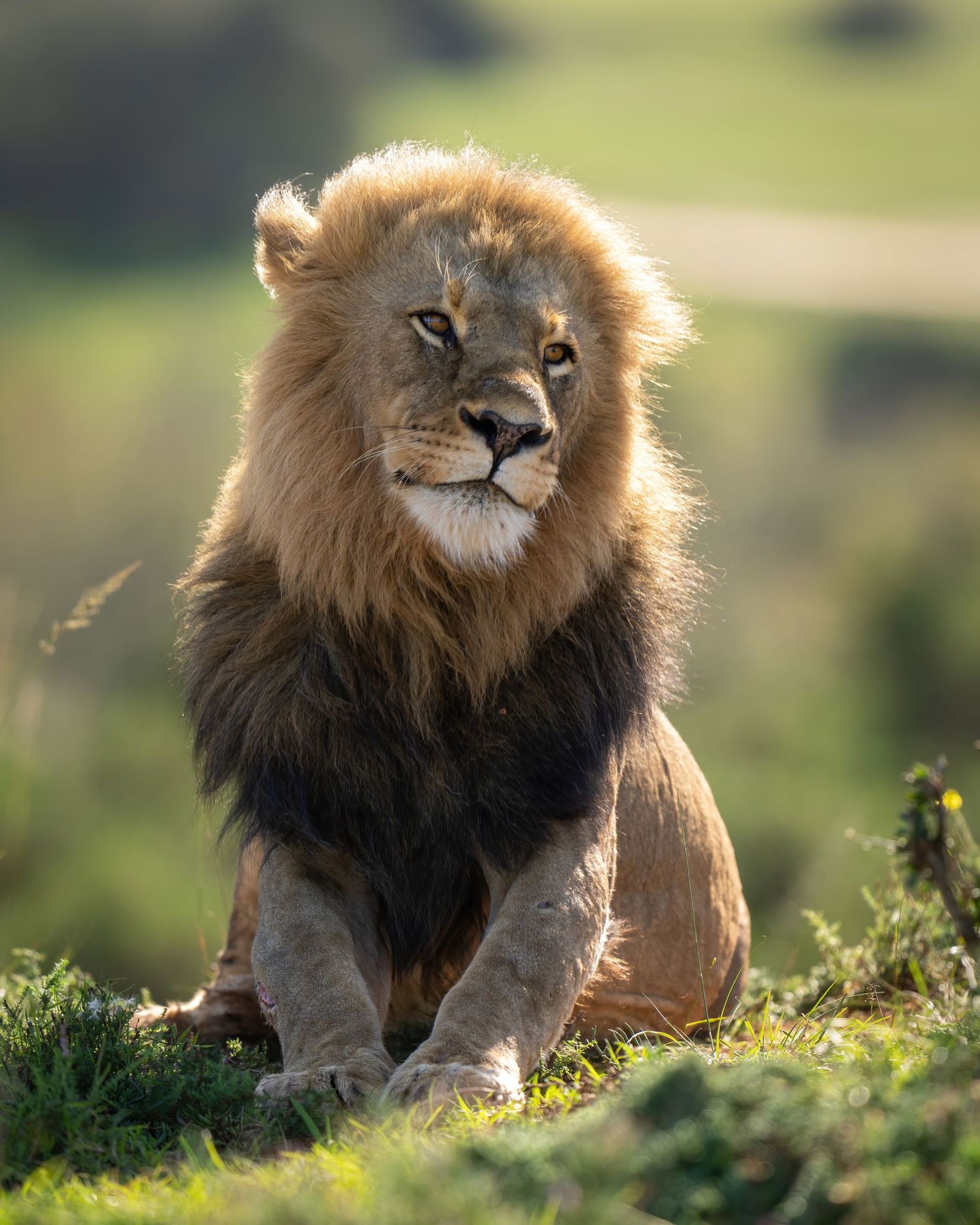 Male lion resting on grassy hillside in golden sunlight.