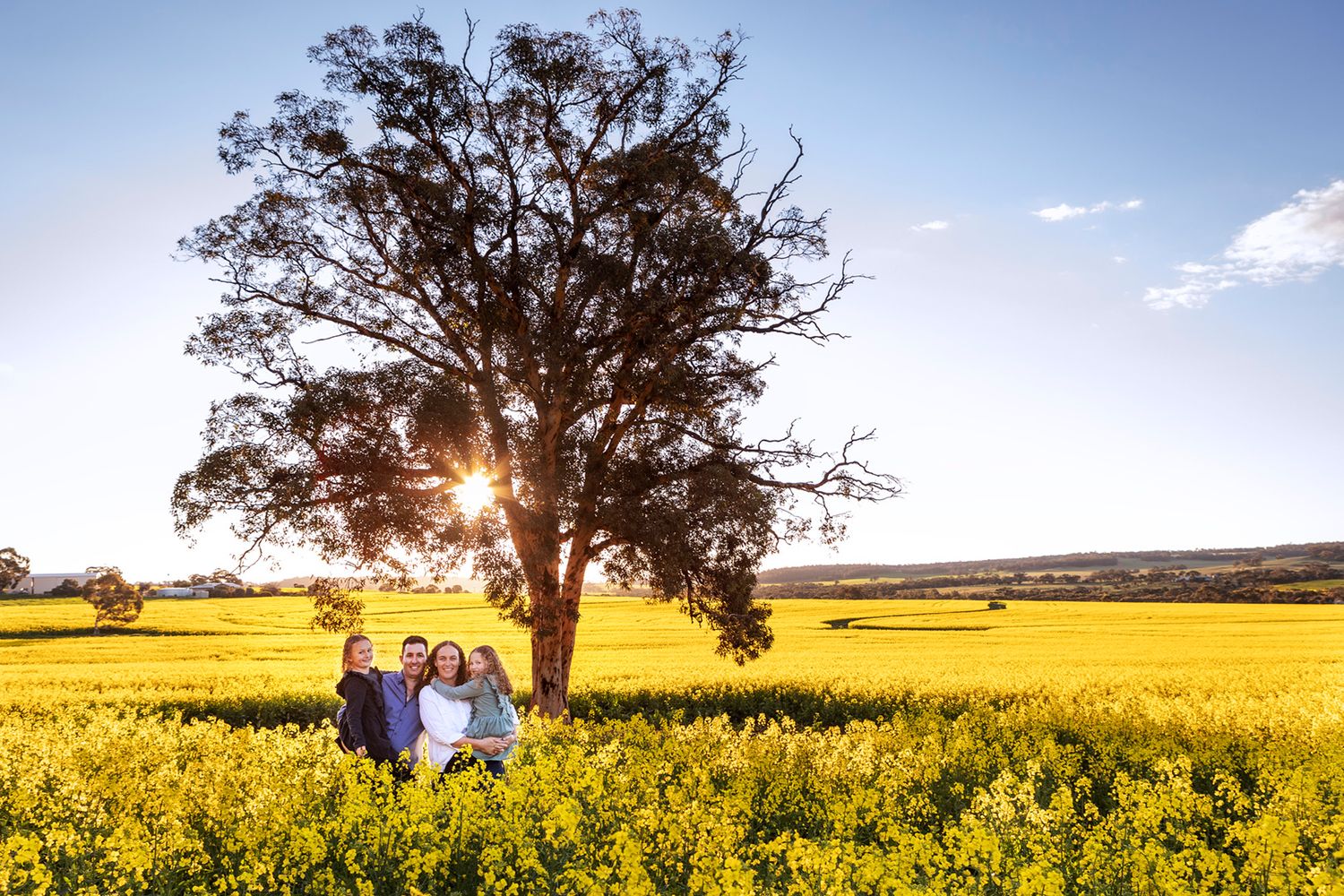 Panoramic landscape of yellow canola fields with large tree silhouetted against blue sky.