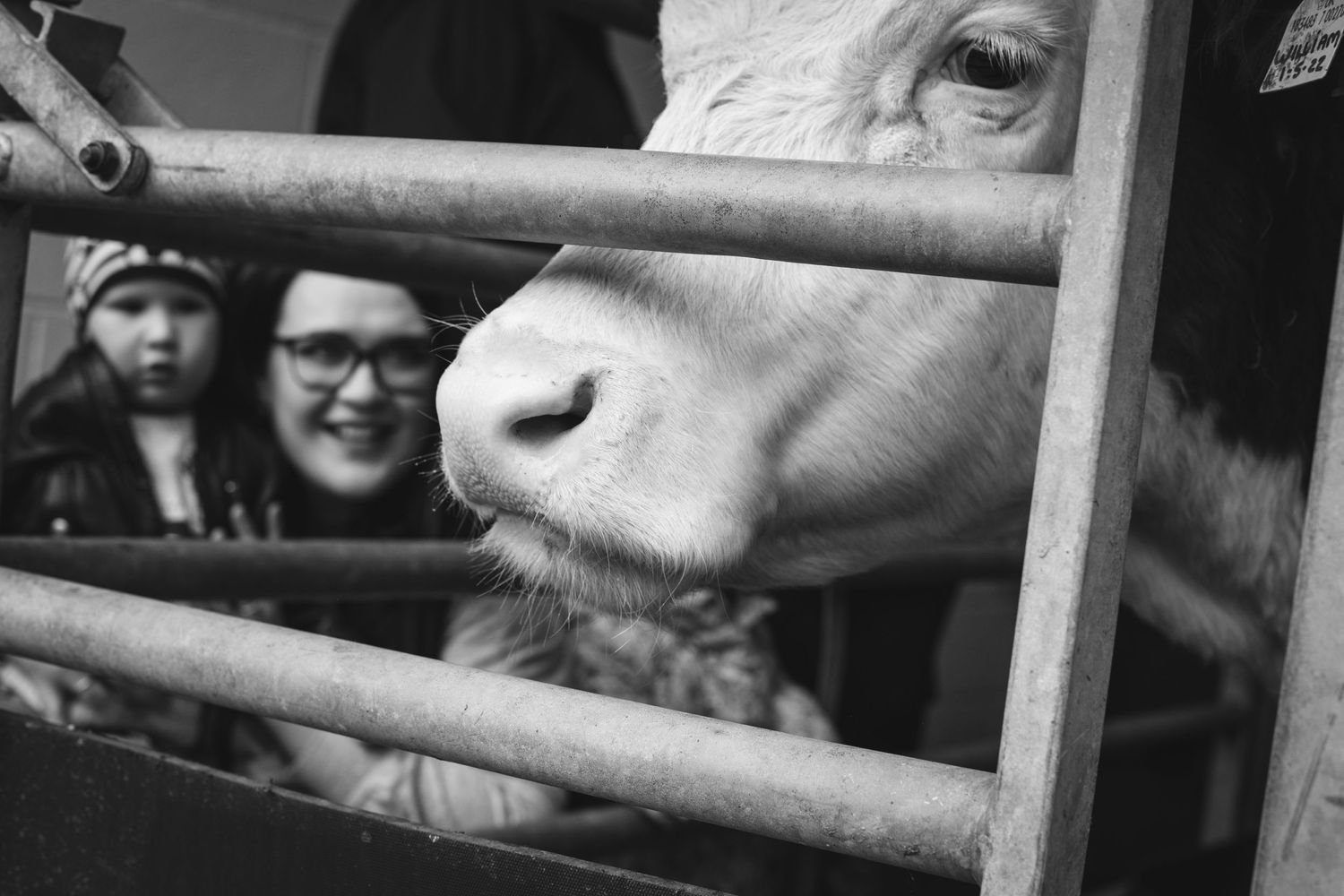A curious cow peers through metal fence bars with onlookers in the background.