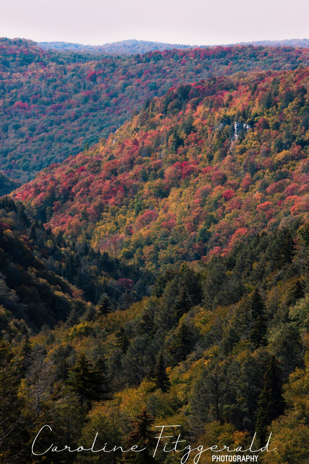 Vibrant fall foliage covers rolling mountains with evergreen trees dotting the landscape.
