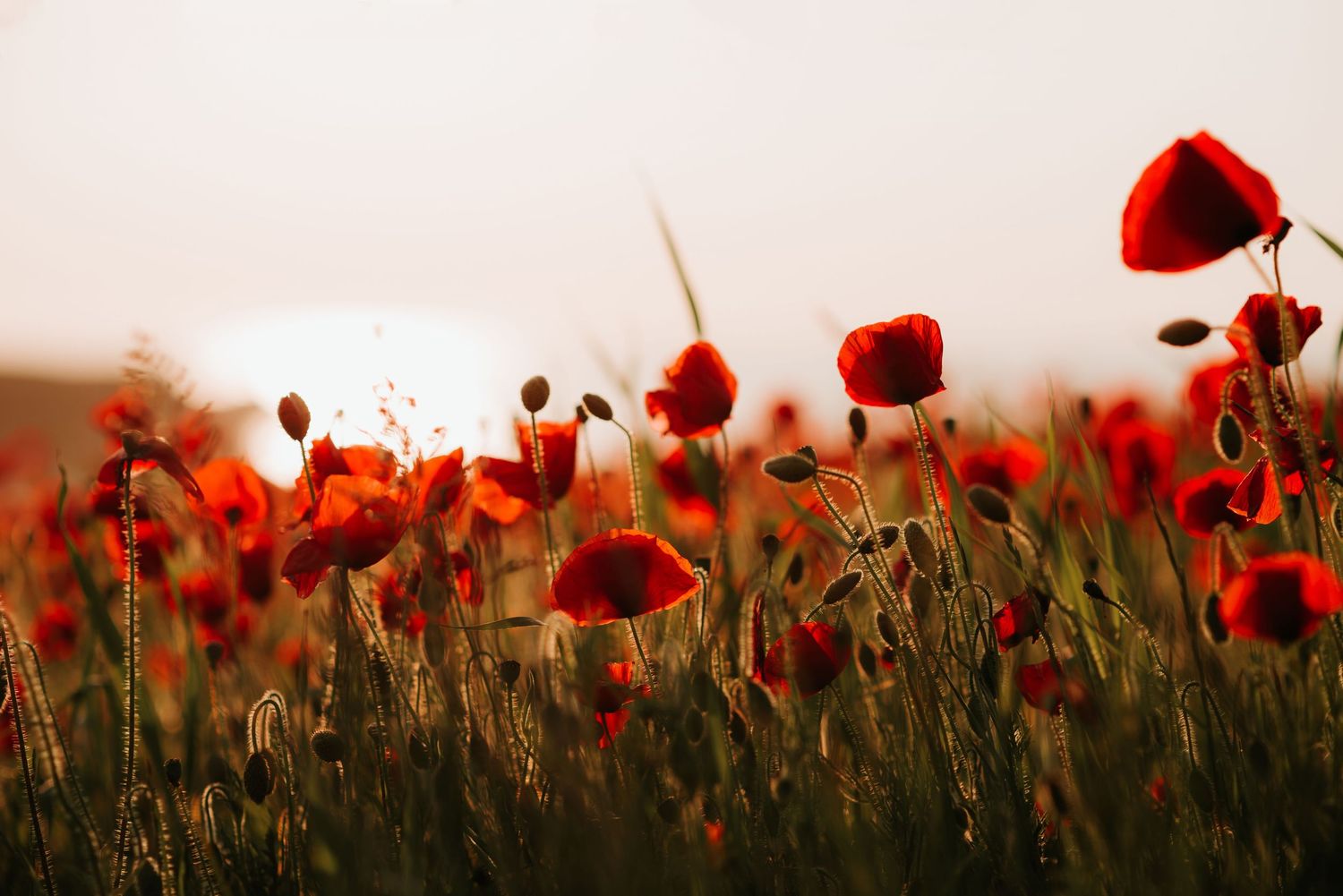 Poppies, poppy fields, Polly Joke Poppies, Cornwall Poppies