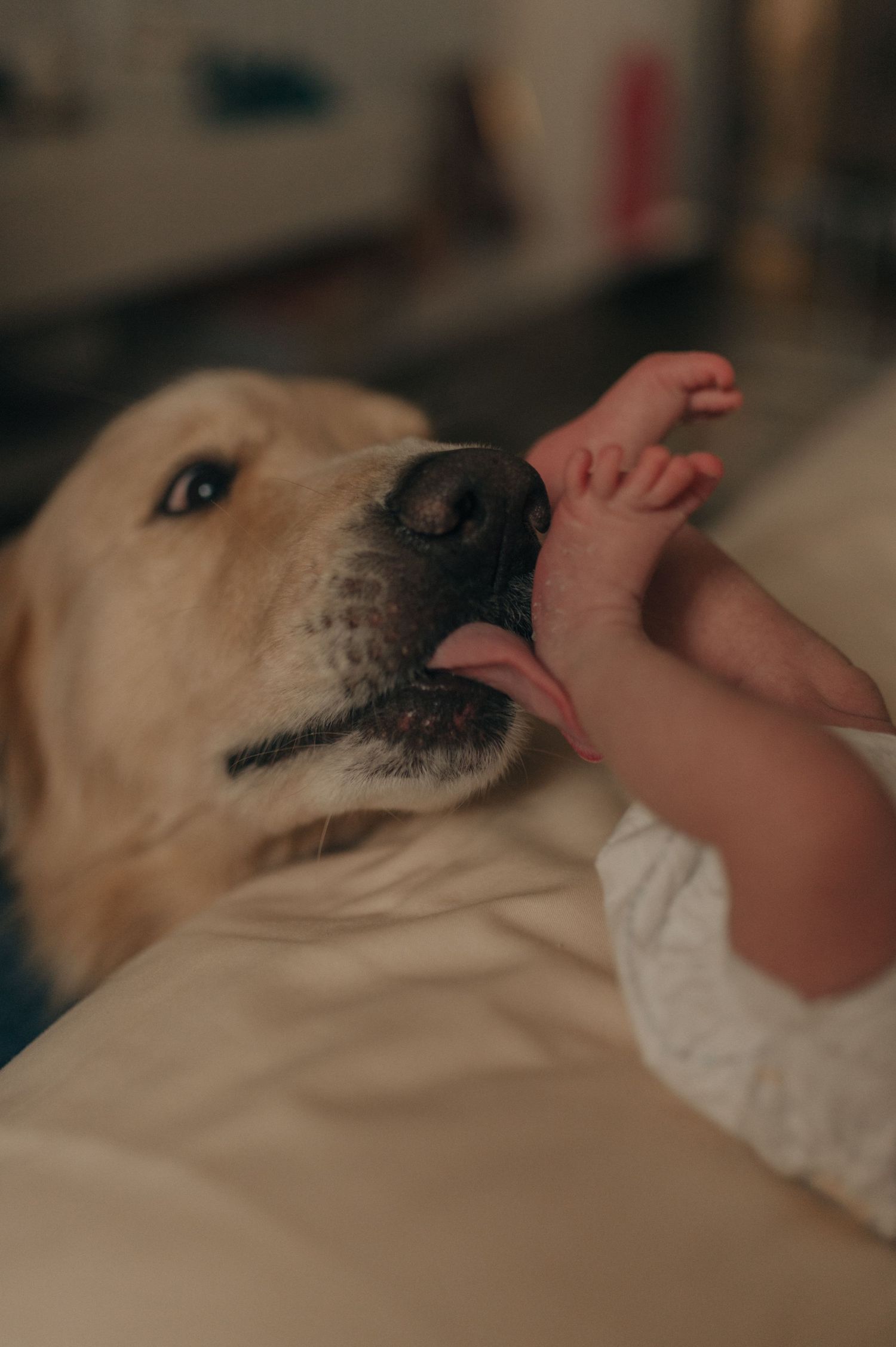 Golden retriever gently nuzzling a newborn baby's hand in warm lighting.