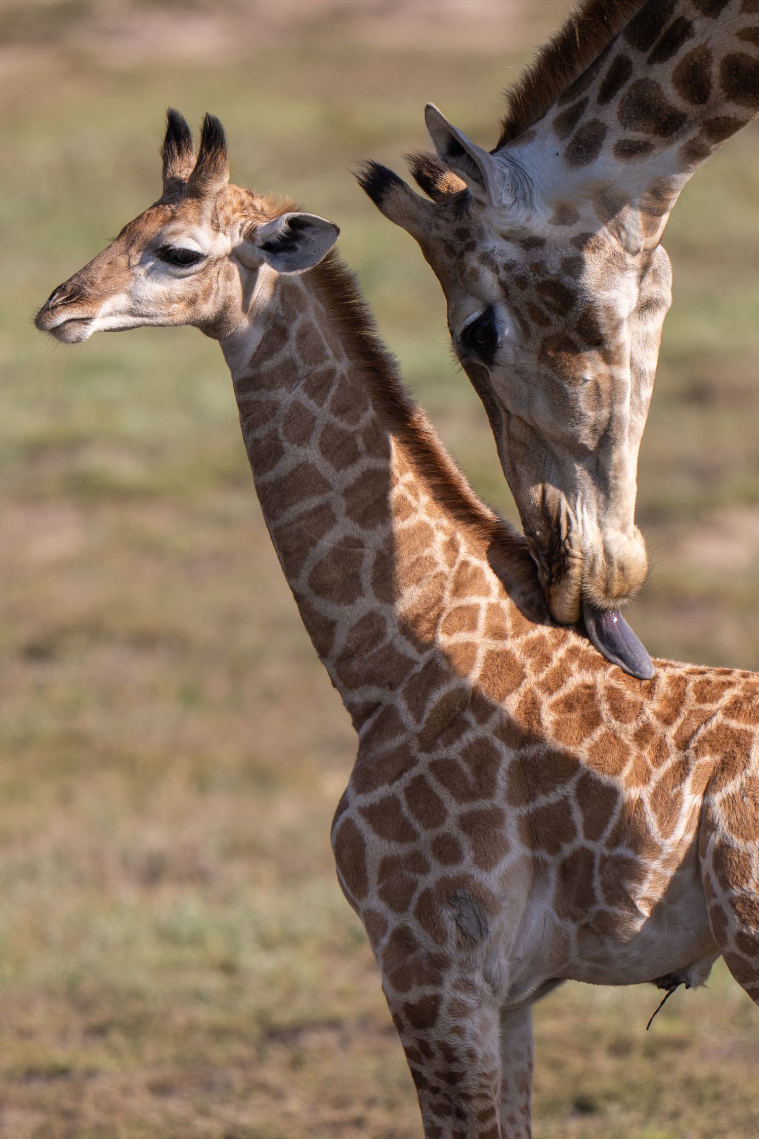 Series of giraffe necks and heads showing their distinctive spotted pattern in natural habitat.